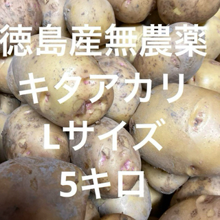掘り立て‼️徳島産無農薬　キタアカリ　Lサイズ5キロ(野菜)