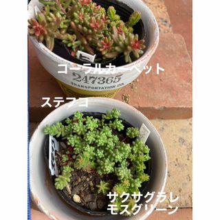 多肉植物　ステフコ　サクサグラレモスグリーン(その他)