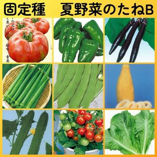 固定種夏野菜の種B●ピーマンナスオクラインゲンマクワウリキュウリミニトマトレタス(その他)