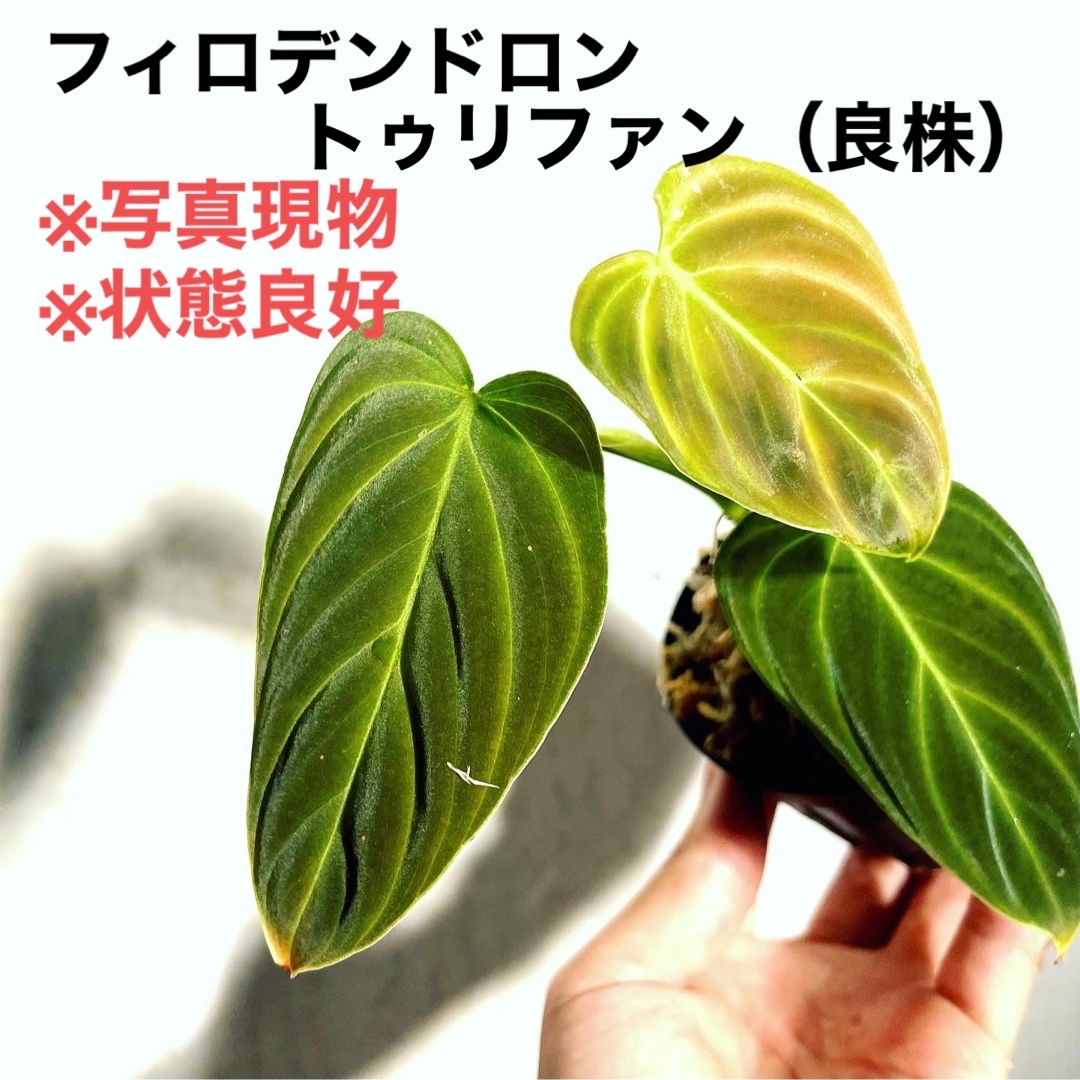 ◆ フィロデンドロンハイブリッドトゥリファン   #植物さかな屋　観葉植物 その他のその他(その他)の商品写真