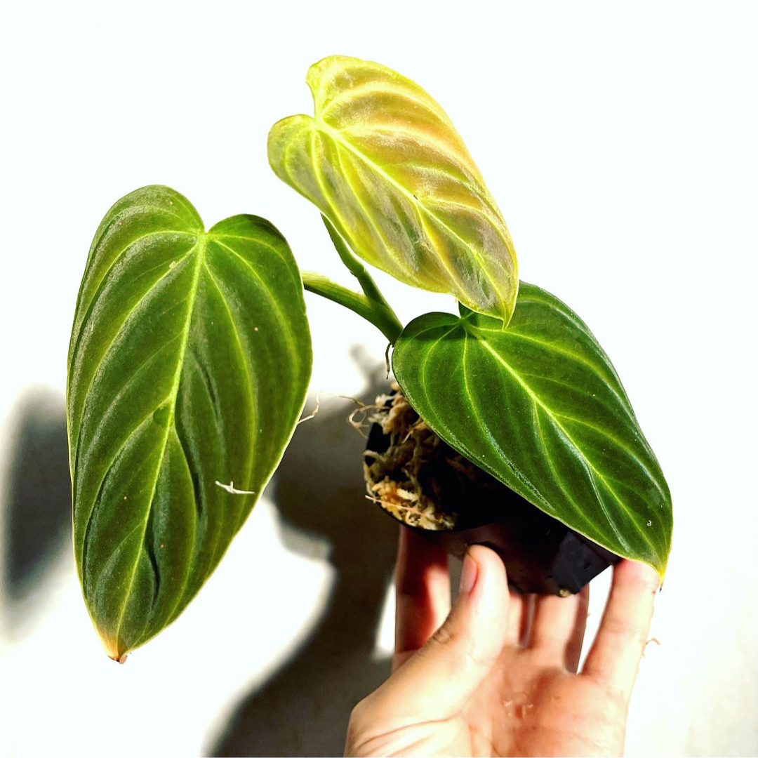 ◆ フィロデンドロンハイブリッドトゥリファン   #植物さかな屋　観葉植物 その他のその他(その他)の商品写真