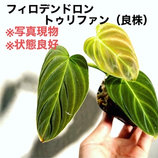 ◆ フィロデンドロンハイブリッドトゥリファン   #植物さかな屋　観葉植物(その他)