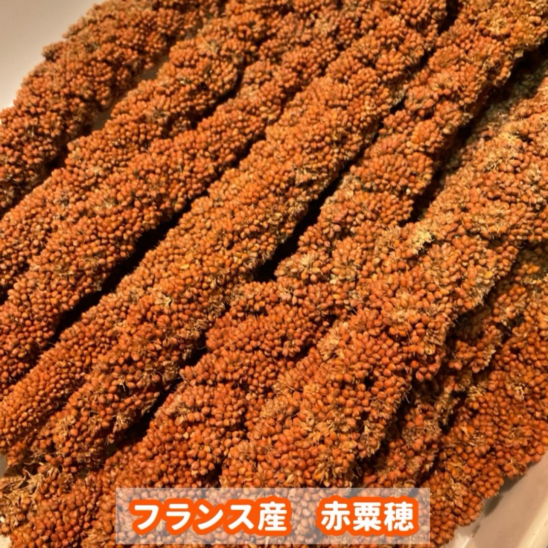 赤粟穂（フランス産）150g その他のペット用品(鳥)の商品写真