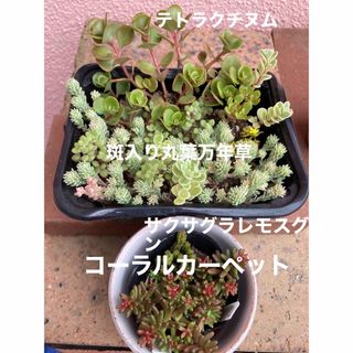 多肉植物　サクサグラレモスグリーン　コーラルカーペット(その他)