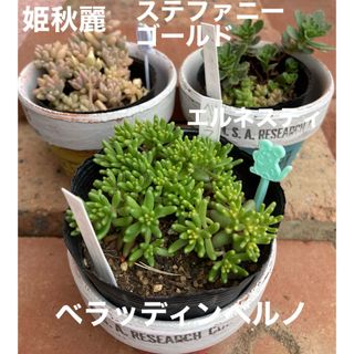 多肉植物　ベッラッディンベルノ　エルネスティ　ステファニーゴールド(その他)