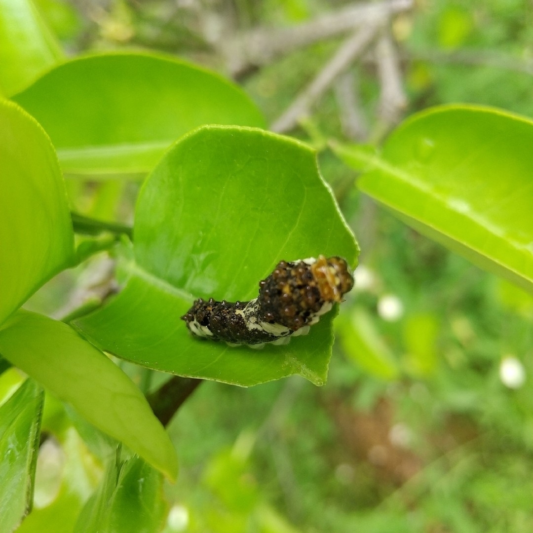 2 農薬栽培期間中不使用 れもん 葉 30枚　アゲハ蝶　青虫　虫　餌 レモンの葉 その他のペット用品(虫類)の商品写真