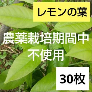 2 農薬栽培期間中不使用 れもん 葉 30枚　アゲハ蝶　青虫　虫　餌 レモンの葉