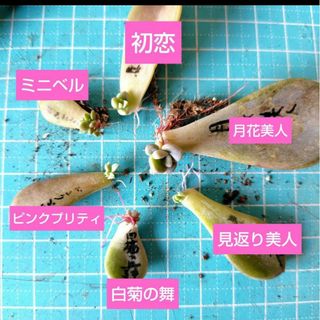 【多肉植物】美人系2種類、白菊の舞など　葉挿し6種類セット(その他)