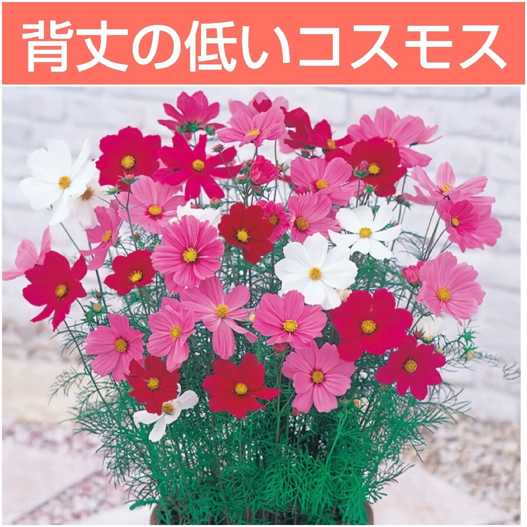 花の種 背丈の低いミニコスモス mix色 50粒 わい性 ハンドメイドのフラワー/ガーデン(その他)の商品写真