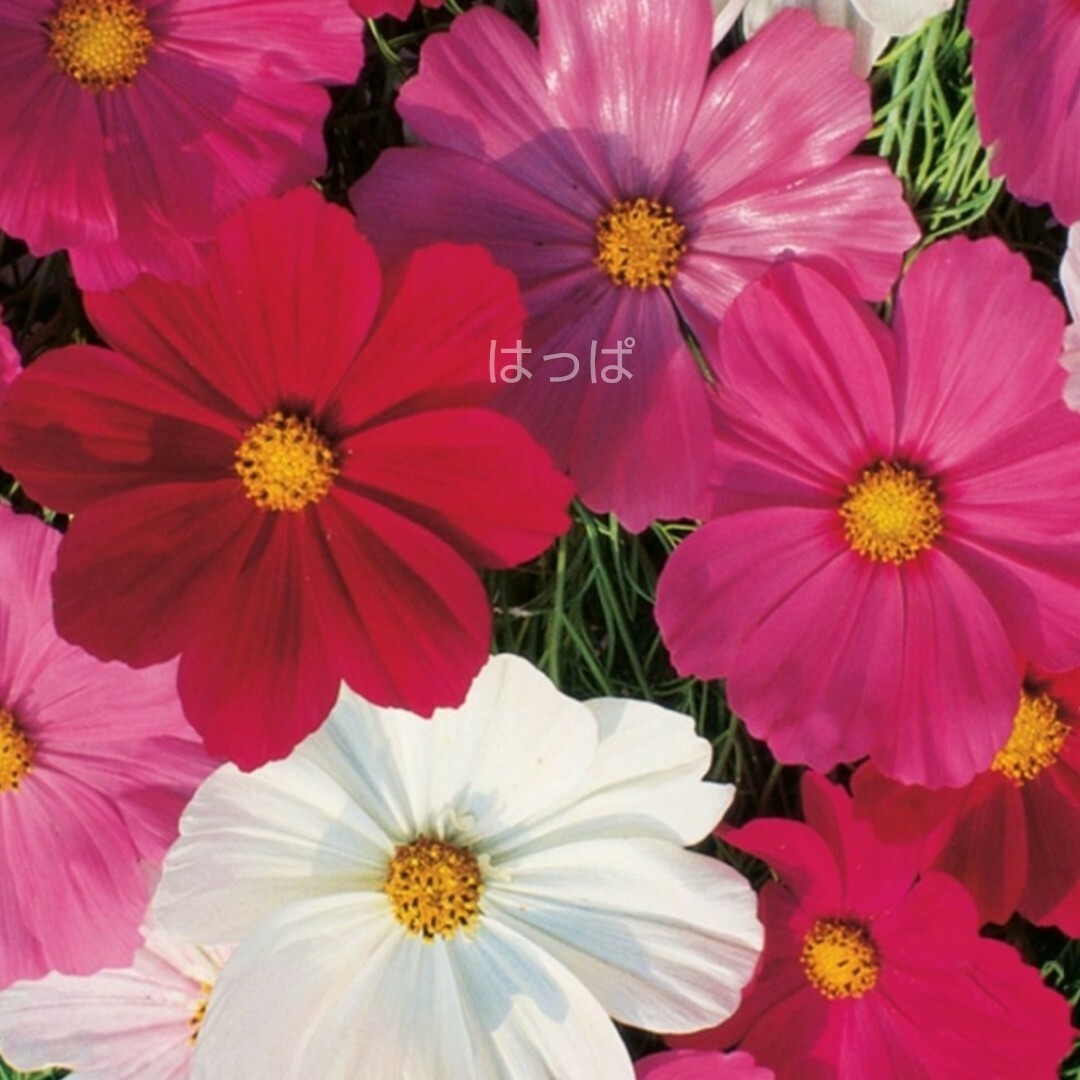 花の種 背丈の低いミニコスモス mix色 50粒 わい性 ハンドメイドのフラワー/ガーデン(その他)の商品写真