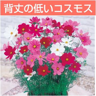 花の種 背丈の低いミニコスモス mix色 50粒 わい性(その他)