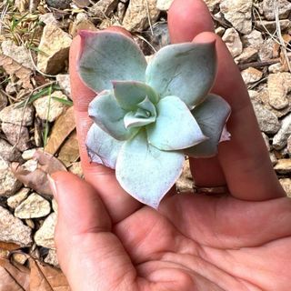 多肉植物 エケベリアの女王 カンテ様♡抜き苗 1苗(その他)