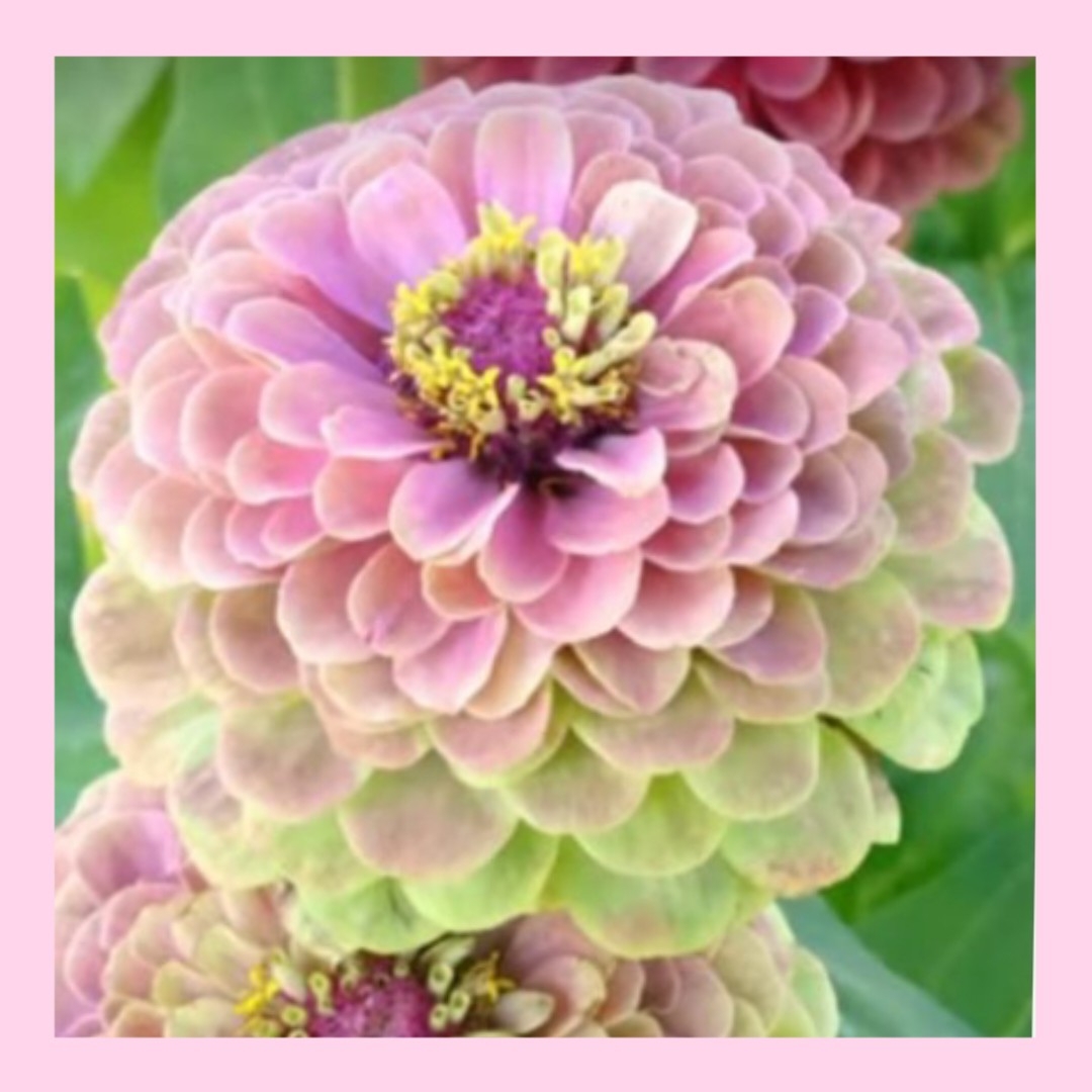18＋18＋12粒　次々咲く夏のシンボルフラワー✦ジニア3種類セット✦花の種 ハンドメイドのフラワー/ガーデン(その他)の商品写真