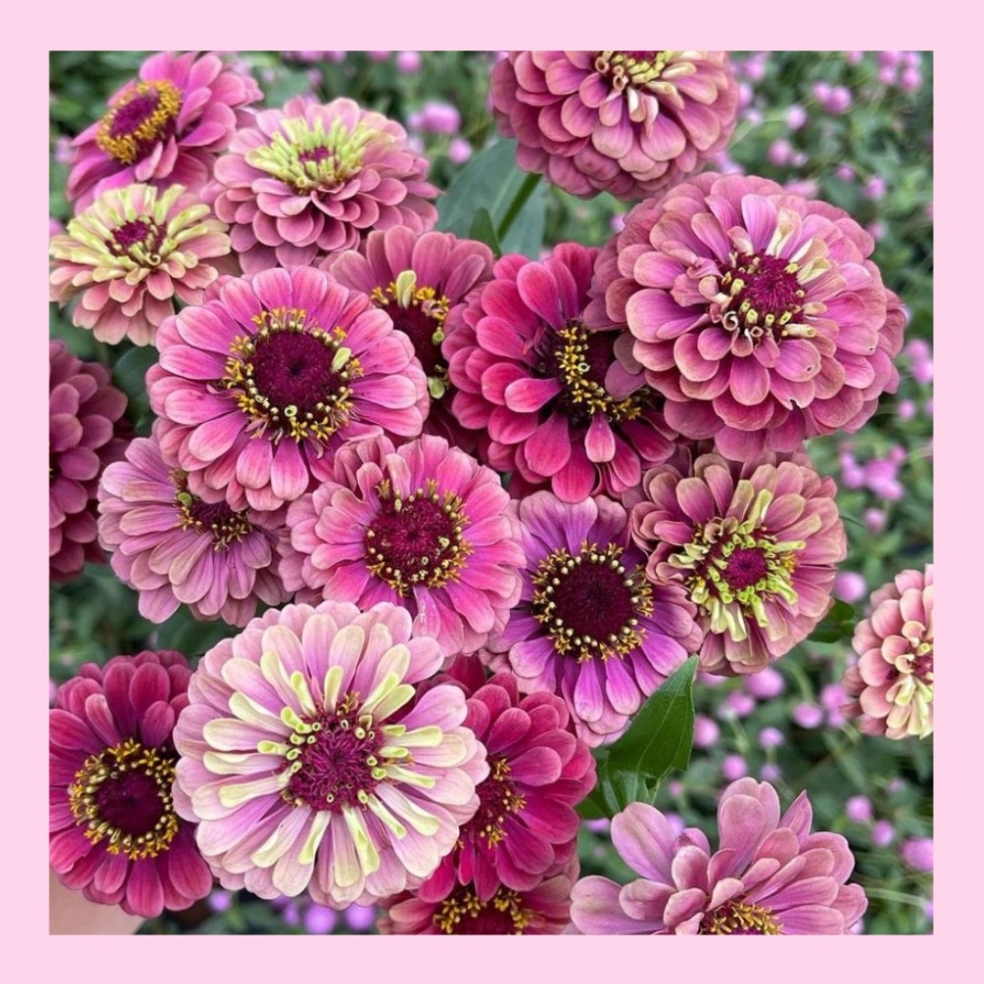 18＋18＋12粒　次々咲く夏のシンボルフラワー✦ジニア3種類セット✦花の種 ハンドメイドのフラワー/ガーデン(その他)の商品写真