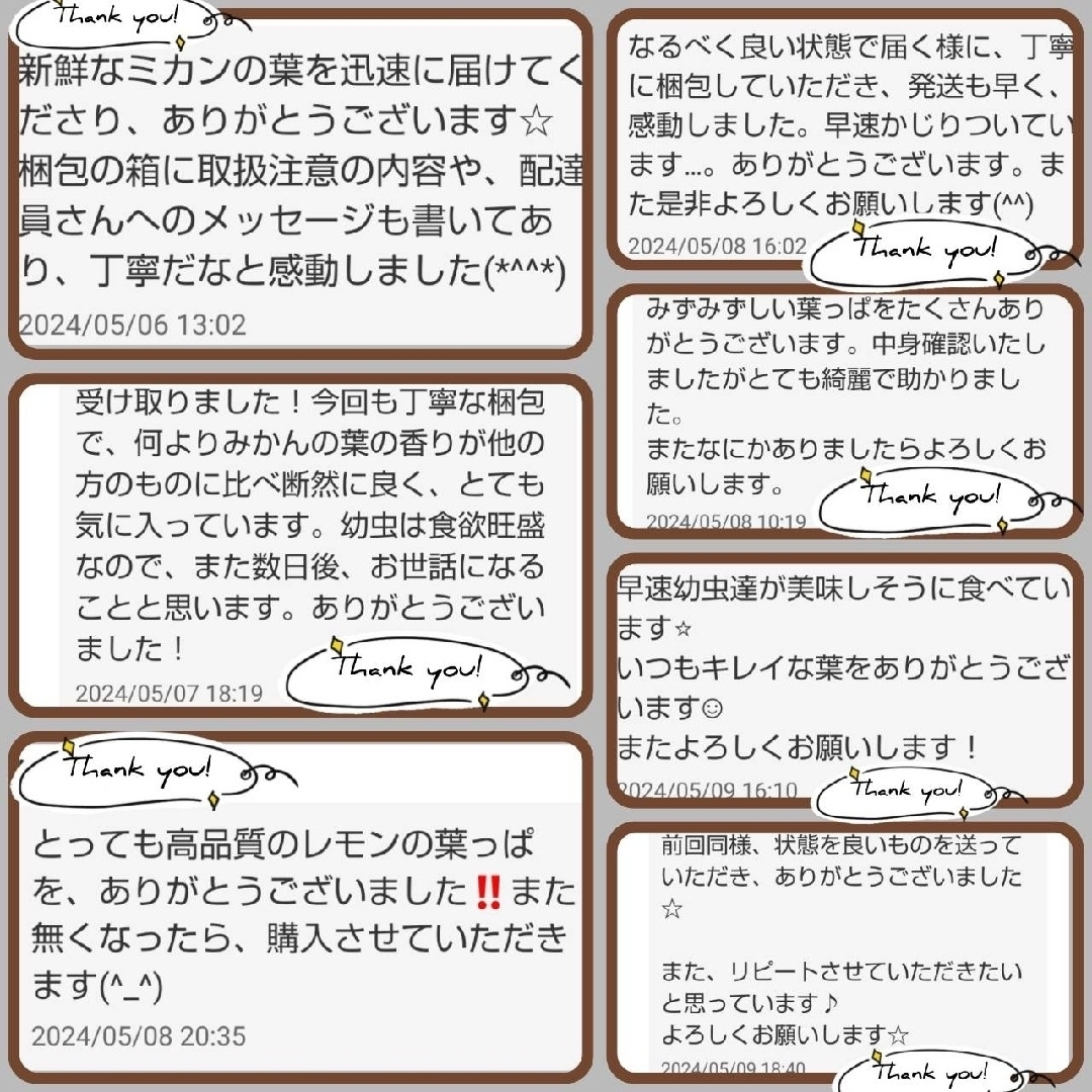 14農薬栽培期間中不使用みかん 葉 100枚　アゲハ蝶　青虫　虫　餌 みかんの葉 その他のペット用品(虫類)の商品写真