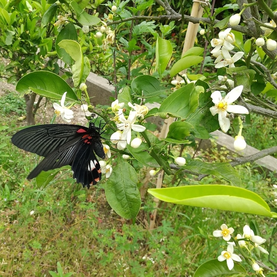 14農薬栽培期間中不使用みかん 葉 100枚　アゲハ蝶　青虫　虫　餌 みかんの葉 その他のペット用品(虫類)の商品写真