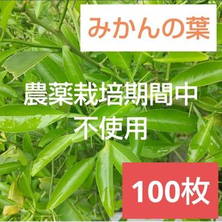 14農薬栽培期間中不使用みかん 葉 100枚　アゲハ蝶　青虫　虫　餌 みかんの葉(虫類)