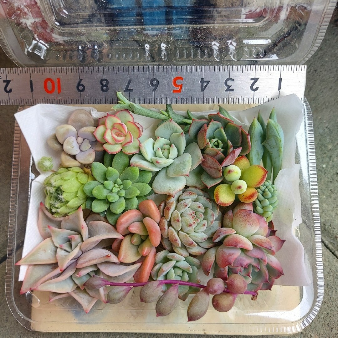 多肉植物　寄せ植えセット🍀 ハンドメイドのフラワー/ガーデン(その他)の商品写真