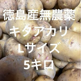 掘り立て‼️徳島産無農薬　キタアカリ新じゃがいもLサイズ5キロ