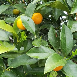 アゲハ蝶　青虫 餌 キンカン　金柑の葉　きんかん　葉っぱ(虫類)