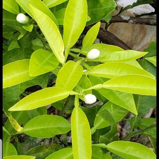 アゲハ蝶　青虫 餌 キンカン　ミカン　葉　みかん　葉っぱ(虫類)