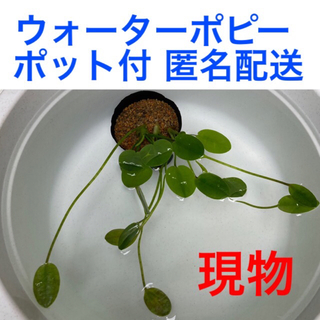 ウォーターポピー3株 子株付き ビオトープ 抽水植物 水生植物 浮葉植物 水草