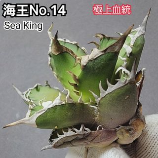 極上血統！　海王　No.14　アガベ　チタノタ　攻撃的な厳つい姿が最大の特徴！(その他)