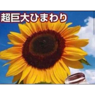 巨大ひまわりタイタン5粒と2種類の植物の種のおまけ付き！(その他)