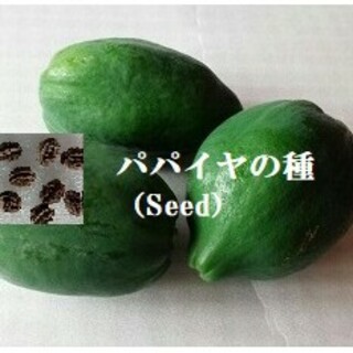 RC118 パパイヤの種30粒 果物Seed　青パパイヤたね 　グリーンパパイヤ(野菜)
