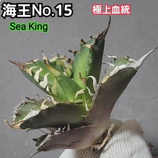 極上血統！　海王　No.15　アガベ　チタノタ　攻撃的な厳つい姿が最大の特徴！(その他)