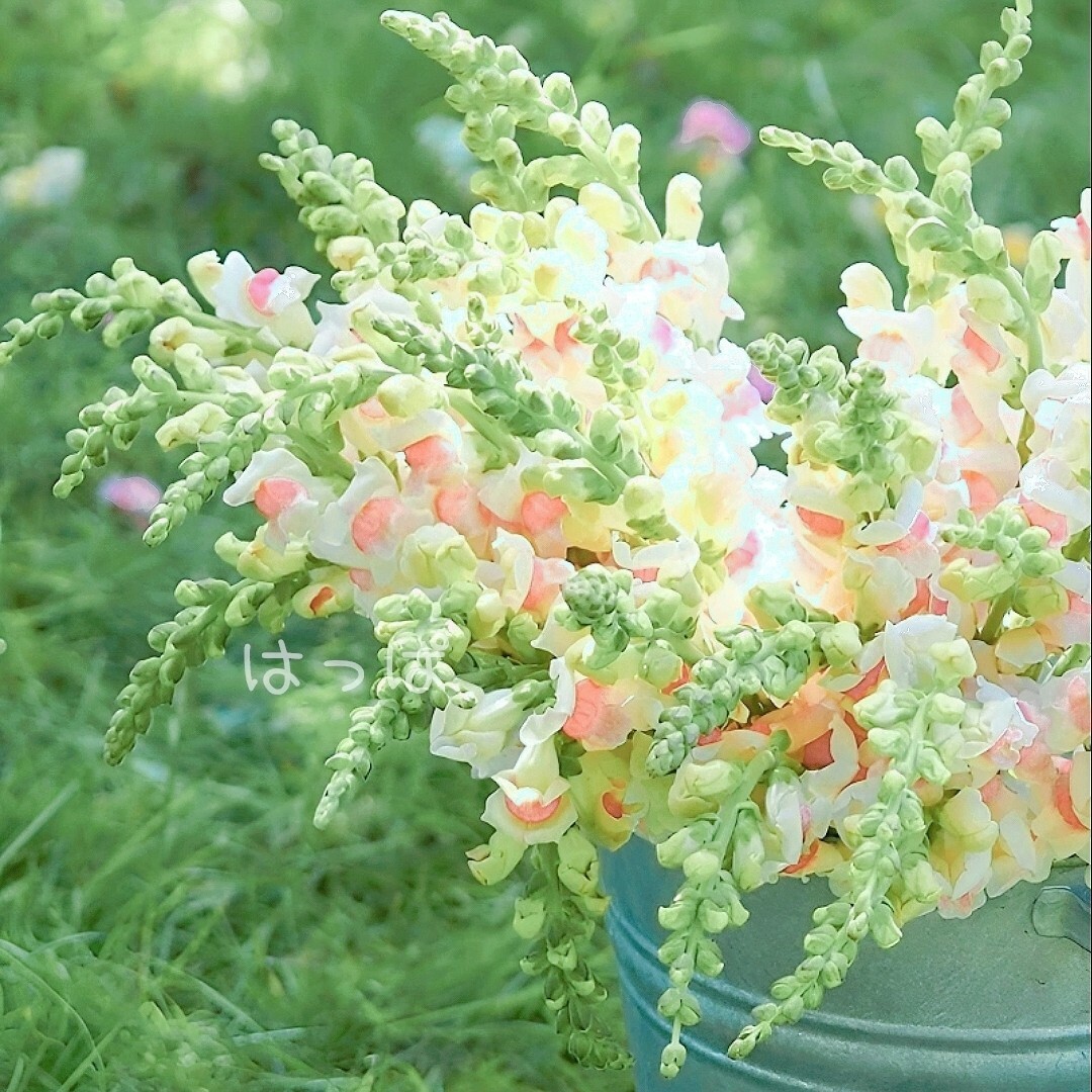 【増量中】花の種 可愛いバイカラー♡金魚草 アップルブロッサム 30粒 ハンドメイドのフラワー/ガーデン(その他)の商品写真