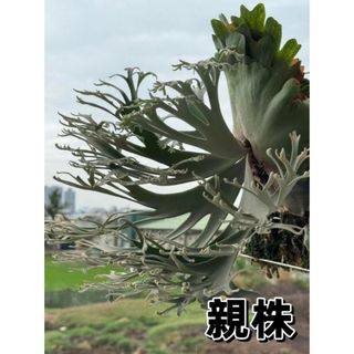 ビカクシダ P.willinkii 'Nano' spore(その他)