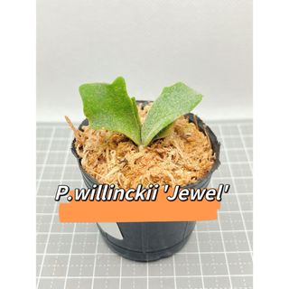 ビカクシダ P.willinckii 'Jewel' spore(その他)