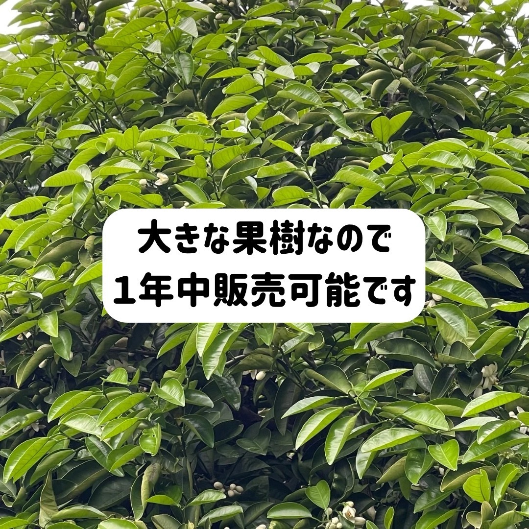 枝付き アゲハ 餌 蝶々 アゲハ蝶 柑橘 葉っぱ エサ 農薬不使用 幼虫 青虫 その他のペット用品(虫類)の商品写真