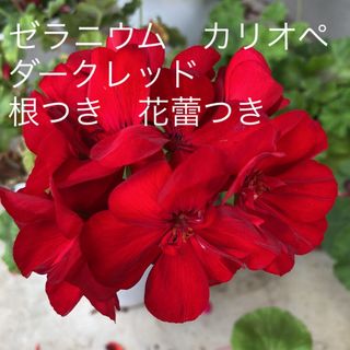 ゼラニウム　カリオペ　ダークレッド　根つき　花蕾つき(その他)