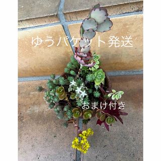 イロトリドリ　抜き苗＋おまけ10種類　多肉植物　セダム　ゆうパケット発送(その他)