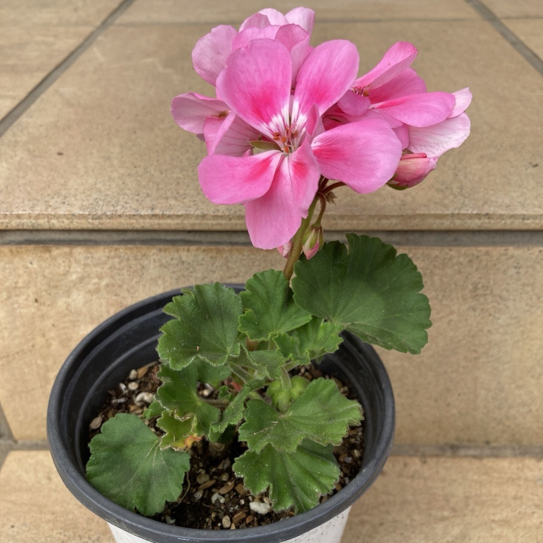 ゼラニウム　タンゴ　ピンク　根つき　花蕾つき ハンドメイドのフラワー/ガーデン(その他)の商品写真