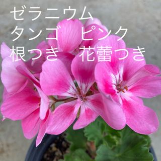 ゼラニウム　タンゴ　ピンク　根つき　花蕾つき(その他)