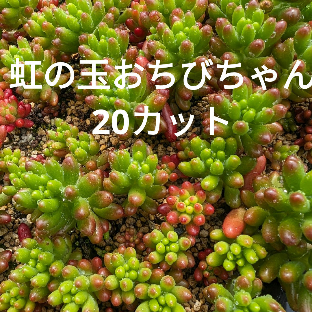 ♥虹の玉おちびちゃん♥　20カット　多肉植物 ハンドメイドのフラワー/ガーデン(ドライフラワー)の商品写真