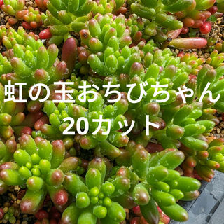♥虹の玉おちびちゃん♥　20カット　多肉植物(ドライフラワー)