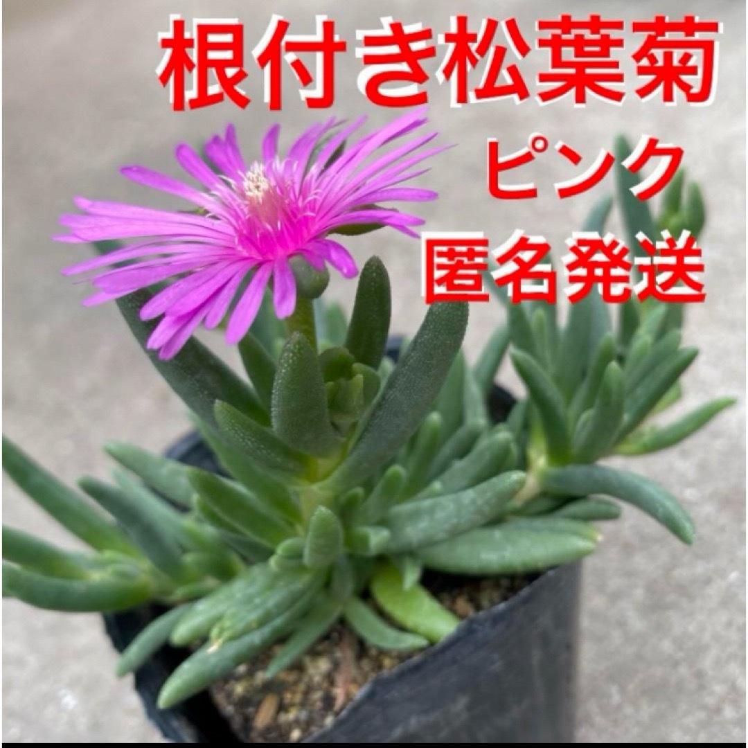 Y5a☆鮮やかな☆松葉菊5色セット☆安心の根付き☆ ハンドメイドのフラワー/ガーデン(プランター)の商品写真