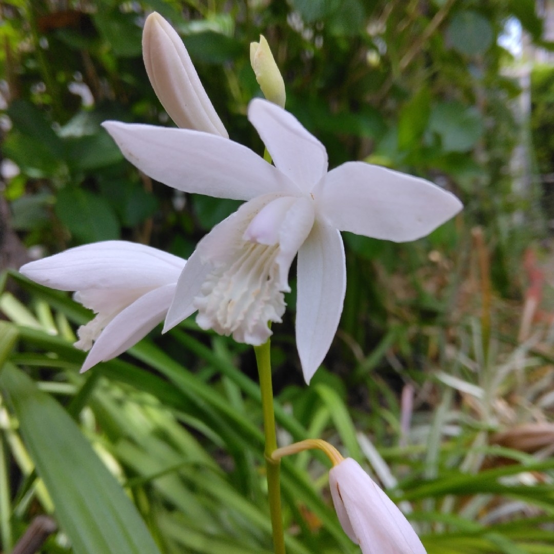 紫蘭 白花(開花来季用) ハンドメイドのフラワー/ガーデン(その他)の商品写真