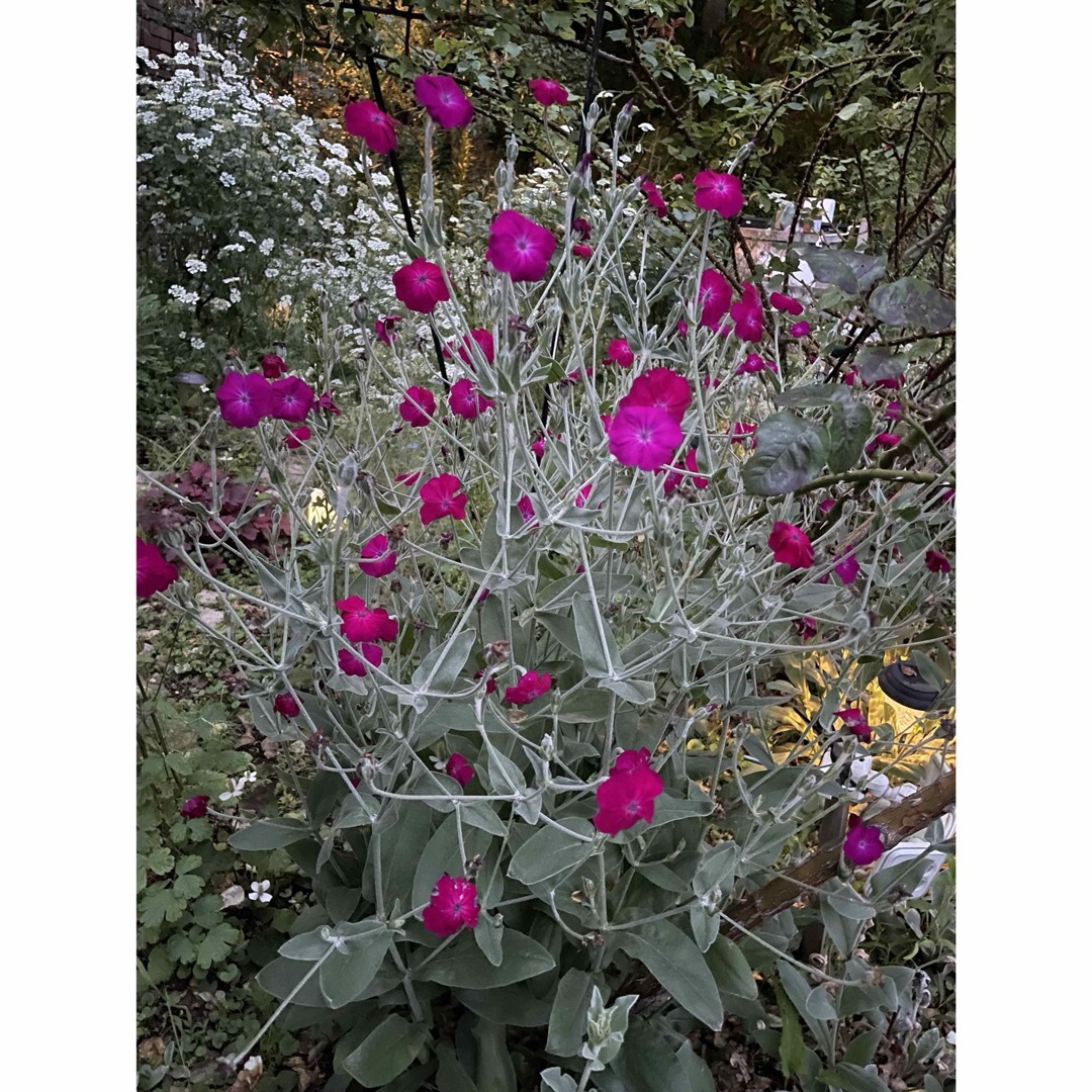 リクニスコロナリア　ピンク　実生苗 ハンドメイドのフラワー/ガーデン(その他)の商品写真