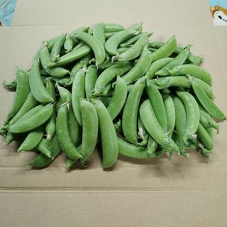 スナップえんどう　朝採り　600g(野菜)