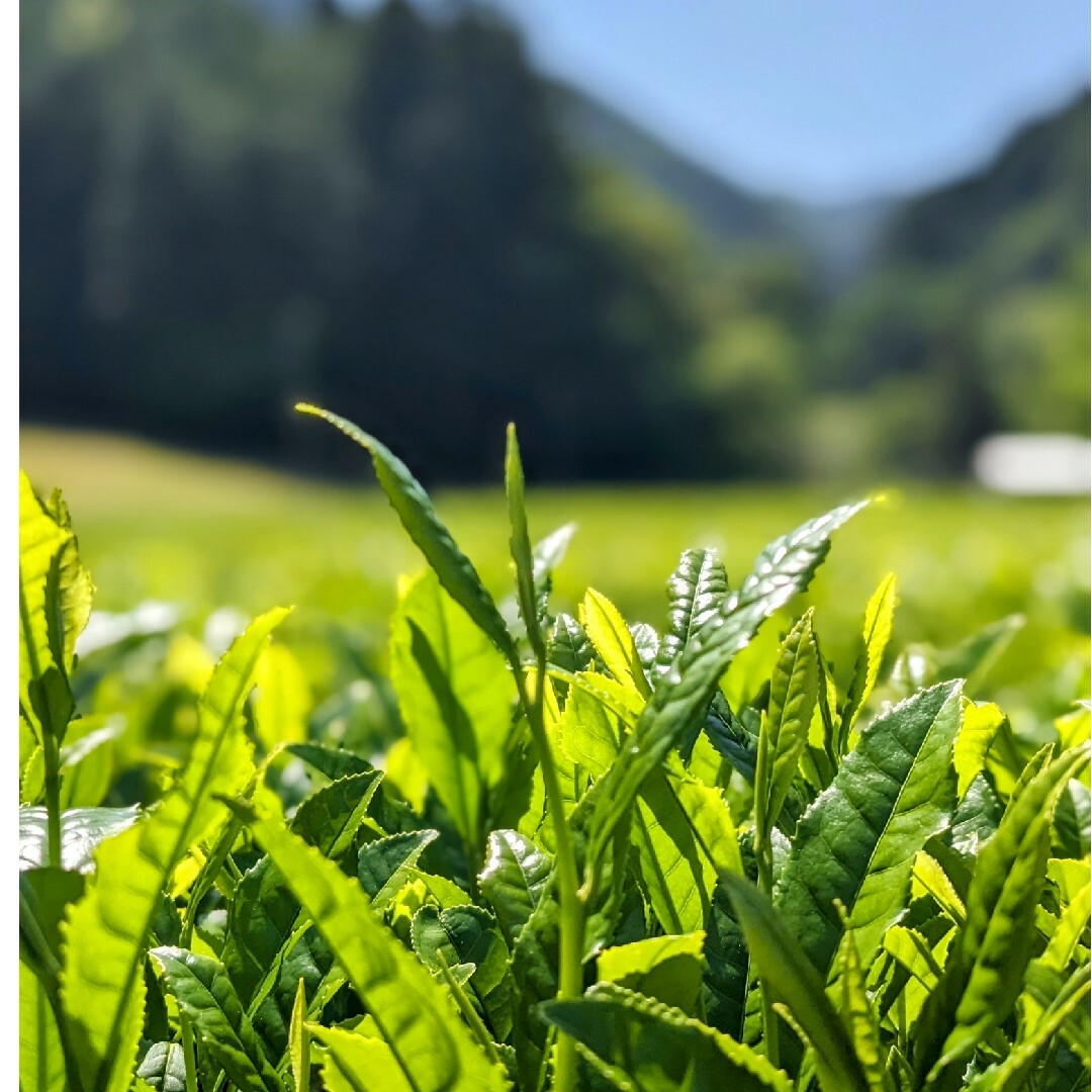 静岡県産本山茶　煎茶　緑茶　ティーバッグ　匿名配送 食品/飲料/酒の飲料(茶)の商品写真