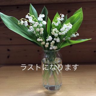 スズラン　切花　生花　②(その他)