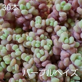 多肉植物　パープルヘイズ　６０本(その他)