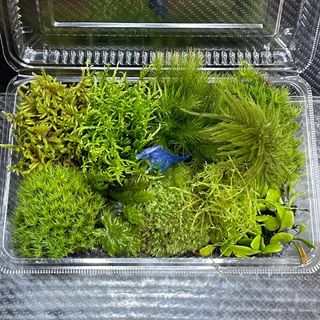 天然苔　こけ　植物詰め合わせ！コウヤノマンネングサ　マメヅタ　タマゴケ等 n(その他)