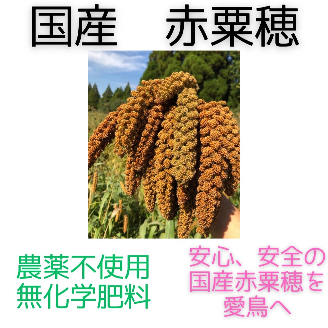 国産　栽培期間中　農薬不使用、無化学肥料で栽培した粟穂  その他のペット用品(鳥)の商品写真