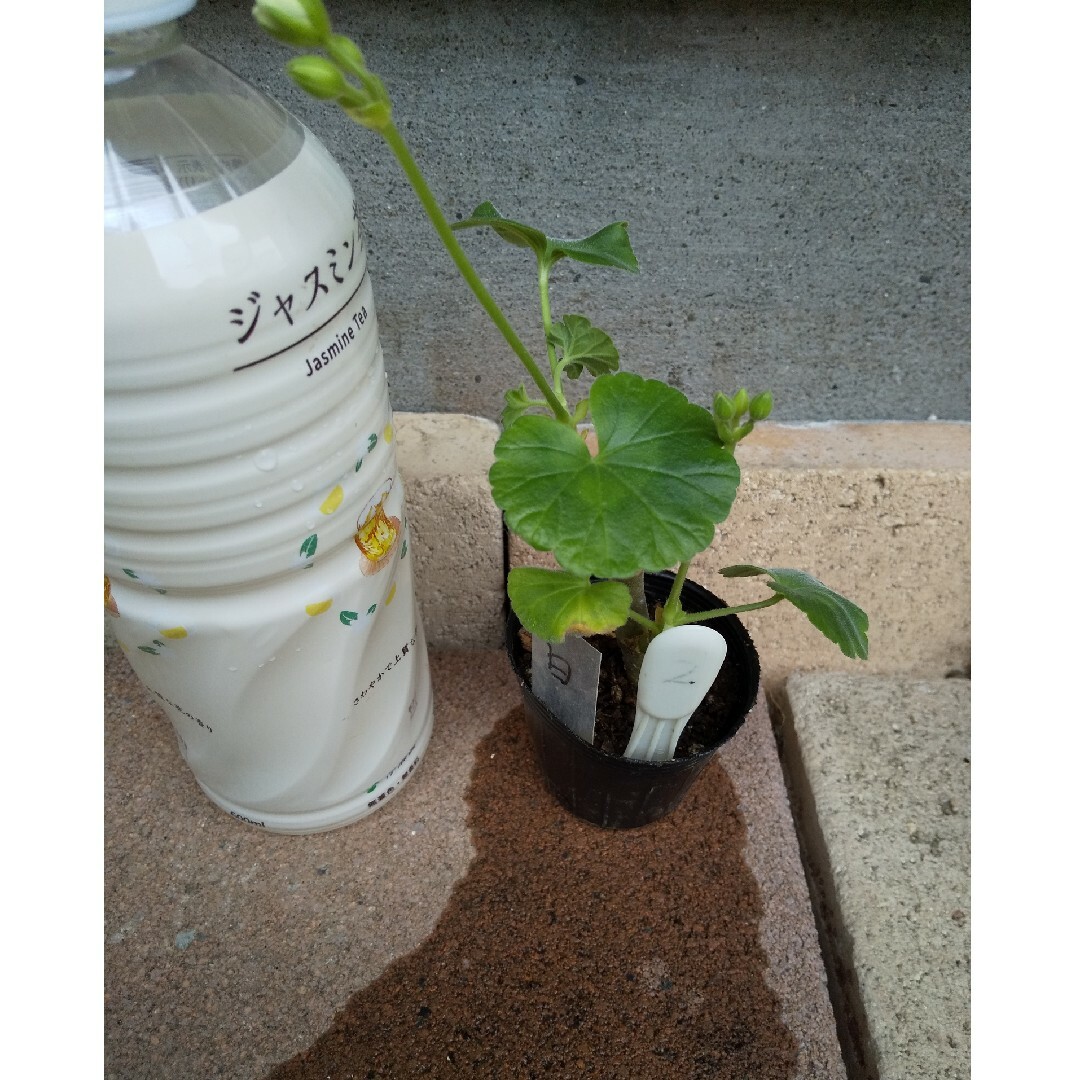 ゼラニウム苗赤八重咲き白八重咲き ハンドメイドのフラワー/ガーデン(プランター)の商品写真